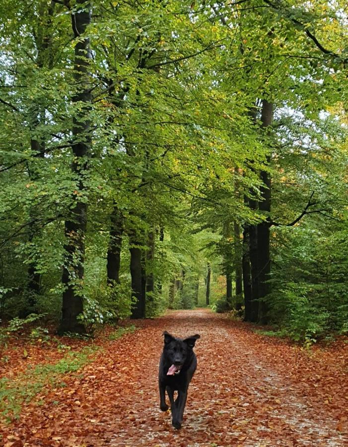 Luxe Vakantiebungalow Met Omheinde Tuin Voor Hond En Kinderen Dirkshorn Zewnętrze zdjęcie